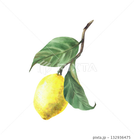 Lemon branch. Watercolor Tropical yellow citrus fruit with stalk and leaves. Realistic hand drawn illustration for menu, package, cosmetic, textile, card design. Isolated from background illustration Lemon branch. Watercolor Tropical yellow citrus fruit with stalk and leaves. Realistic hand drawn illustration for menu, package, cosmetic, textile, card design. Isolated from background illustration 132936475