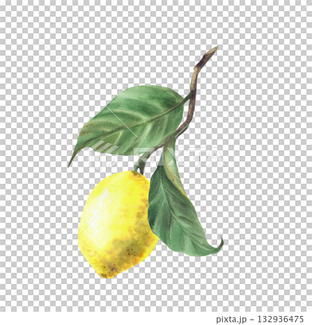 Lemon branch. Watercolor Tropical yellow citrus fruit with stalk and leaves. Realistic hand drawn illustration for menu, package, cosmetic, textile, card design. Isolated from background illustration Lemon branch. Watercolor Tropical yellow citrus fruit with stalk and leaves. Realistic hand drawn illustration for menu, package, cosmetic, textile, card design. Isolated from background illustration 132936475