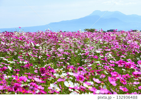 自然干陸地フラワーパークのコスモス 132936488