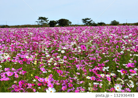 自然干陸地フラワーパークのコスモス 132936493