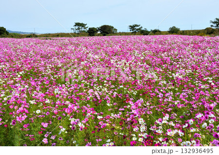 自然干陸地フラワーパークのコスモス 132936495