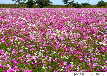 自然干陸地フラワーパークのコスモス 自然干陸地フラワーパークのコスモス 132936497