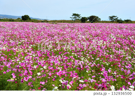 自然干陸地フラワーパークのコスモス 自然干陸地フラワーパークのコスモス 132936500