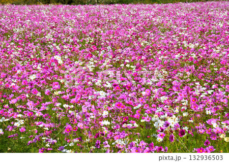 自然干陸地フラワーパークのコスモス 132936503
