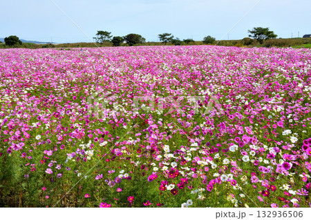 自然干陸地フラワーパークのコスモス 132936506