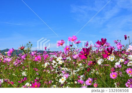 自然干陸地フラワーパークのコスモス 132936508