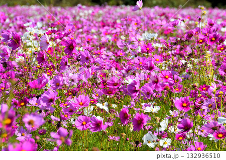 自然干陸地フラワーパークのコスモス 132936510