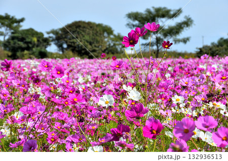 自然干陸地フラワーパークのコスモス 自然干陸地フラワーパークのコスモス 132936513