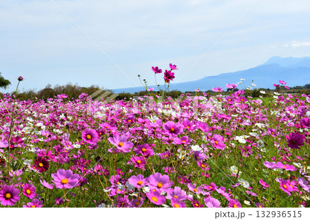 自然干陸地フラワーパークのコスモス 132936515
