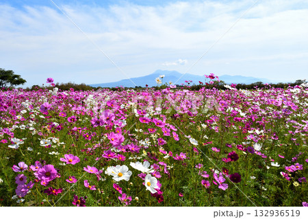 自然干陸地フラワーパークのコスモス 132936519