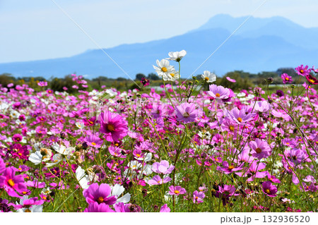 自然干陸地フラワーパークのコスモス 132936520