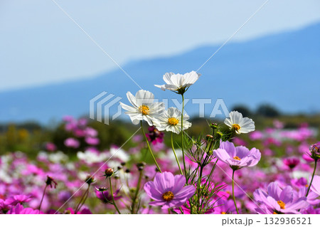 自然干陸地フラワーパークのコスモス 自然干陸地フラワーパークのコスモス 132936521