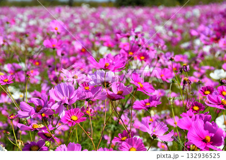 自然干陸地フラワーパークのコスモス 132936525