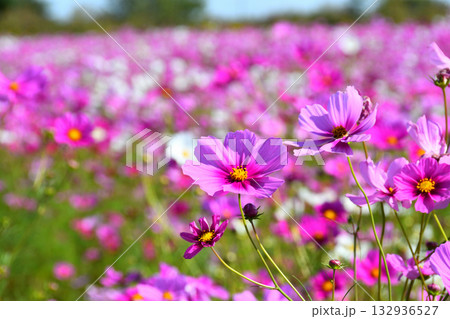 自然干陸地フラワーパークのコスモス 132936527