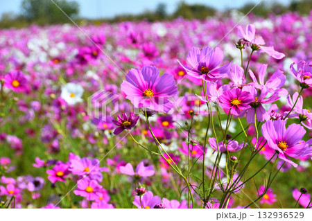 自然干陸地フラワーパークのコスモス 132936529