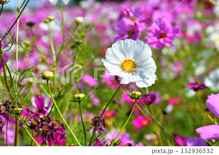 自然干陸地フラワーパークのコスモス 自然干陸地フラワーパークのコスモス 132936532