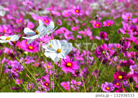自然干陸地フラワーパークのコスモス 132936533