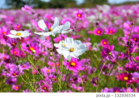 自然干陸地フラワーパークのコスモス 自然干陸地フラワーパークのコスモス 132936534