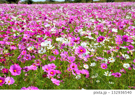 自然干陸地フラワーパークのコスモス 132936540