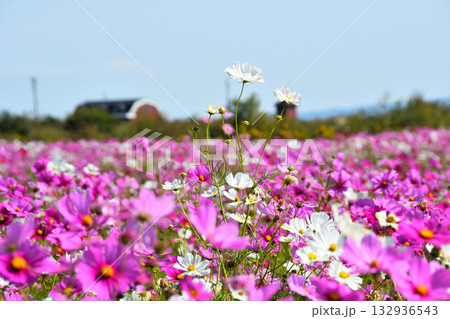 自然干陸地フラワーパークのコスモス 132936543