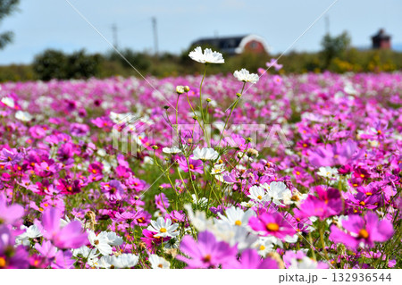 自然干陸地フラワーパークのコスモス 132936544