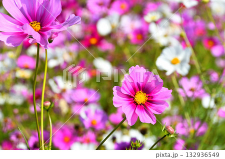 自然干陸地フラワーパークのコスモス 132936549