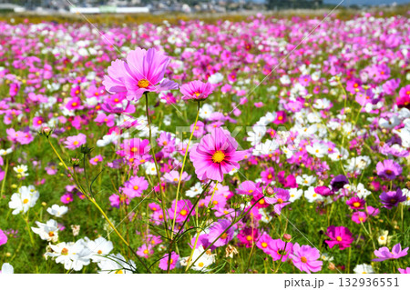 自然干陸地フラワーパークのコスモス 132936551