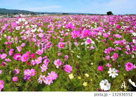 自然干陸地フラワーパークのコスモス 自然干陸地フラワーパークのコスモス 132936552