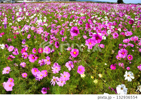 自然干陸地フラワーパークのコスモス 132936554