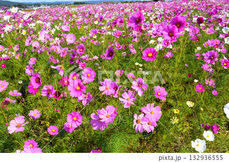 自然干陸地フラワーパークのコスモス 132936555