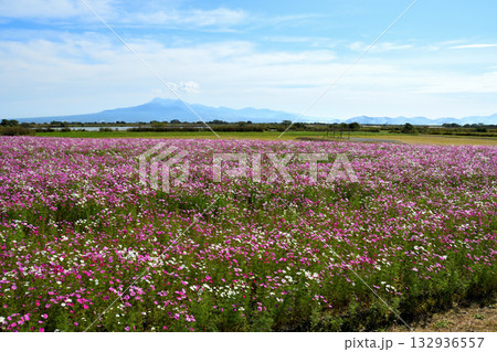 自然干陸地フラワーパークのコスモス 自然干陸地フラワーパークのコスモス 132936557
