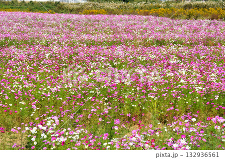 自然干陸地フラワーパークのコスモス 132936561