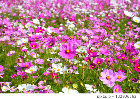 自然干陸地フラワーパークのコスモス 132936562