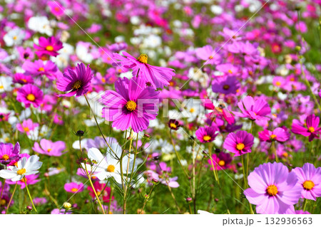 自然干陸地フラワーパークのコスモス 132936563