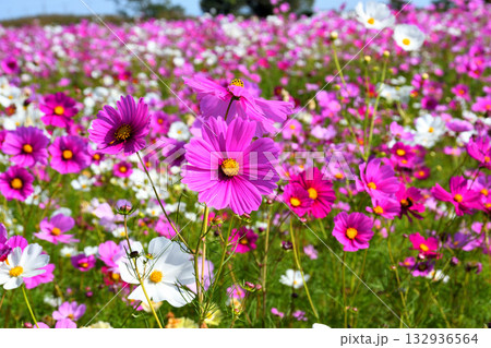 自然干陸地フラワーパークのコスモス 132936564