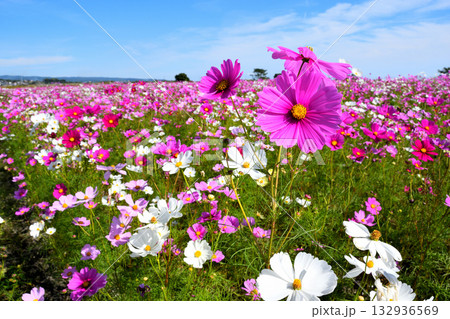 自然干陸地フラワーパークのコスモス 132936569