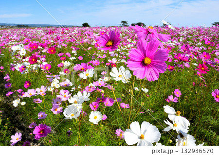 自然干陸地フラワーパークのコスモス 132936570