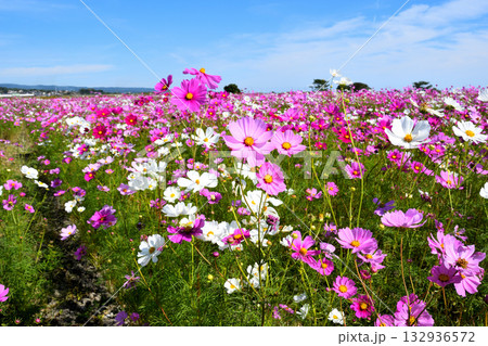 自然干陸地フラワーパークのコスモス 132936572