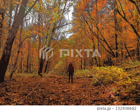 美しい紅葉に思わず足を止める登山者（afr20251108103606） 132936682