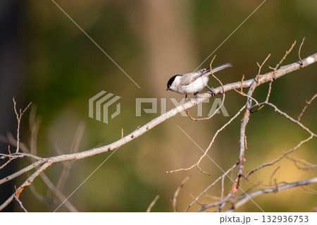 木の枝にとまって餌を探しているハシブトガラ 132936753
