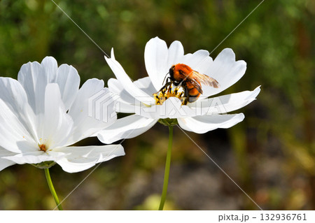 コスモスに集まるミツバチ 132936761