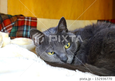 20歳を超えて元気なおばあちゃん猫 20歳を超えて元気なおばあちゃん猫 132936770