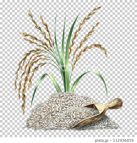 A mountain of rice and rice stalks. Watercolor illustrations. Used for menu design, recipes, and cookbooks, as well as for banners, flyers, packaging, labels, and more. A mountain of rice and rice stalks. Watercolor illustrations. Used for menu design, recipes, and cookbooks, as well as for banners, flyers, packaging, labels, and more. 132936859