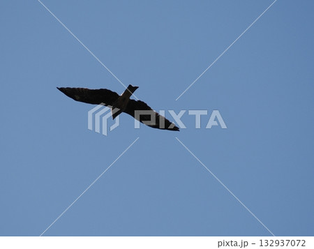 青空を飛翔する鳶 青空を飛翔する鳶 132937072
