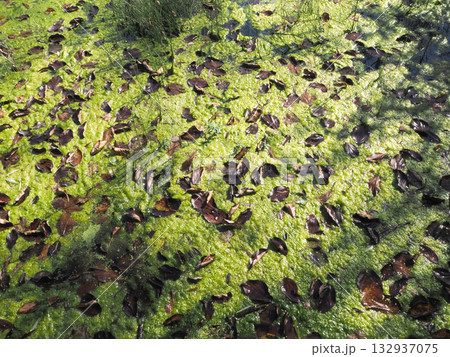 池の水面を覆いつくす藻と落ち葉 132937075