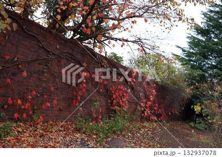 紅葉した雑草、ツタ 紅葉した雑草、ツタ 132937078