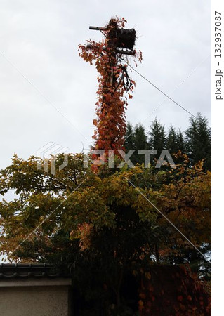 電柱に絡む紅葉した雑草、ツタ 電柱に絡む紅葉した雑草、ツタ 132937087