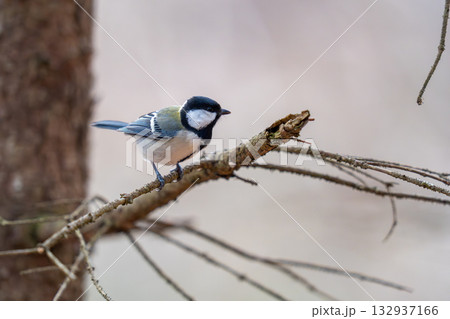 木の枝にとまってあたりの様子を伺っているシジュウカラ 木の枝にとまってあたりの様子を伺っているシジュウカラ 132937166
