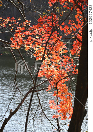 観音沼と紅葉 132937422