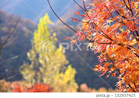 観音沼と紅葉 132937425